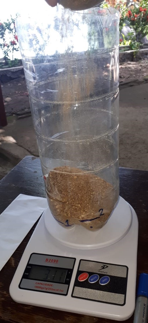 tilapia